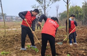 兰溪平安产险：植绿九畹兰花基地，共绘乡村振兴蓝图