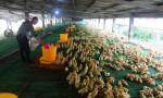 “水禽旱养”在阳江悄然兴起